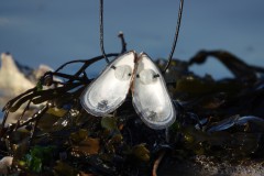 Mossel ketting (1)