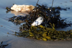 Mossel ketting (3)